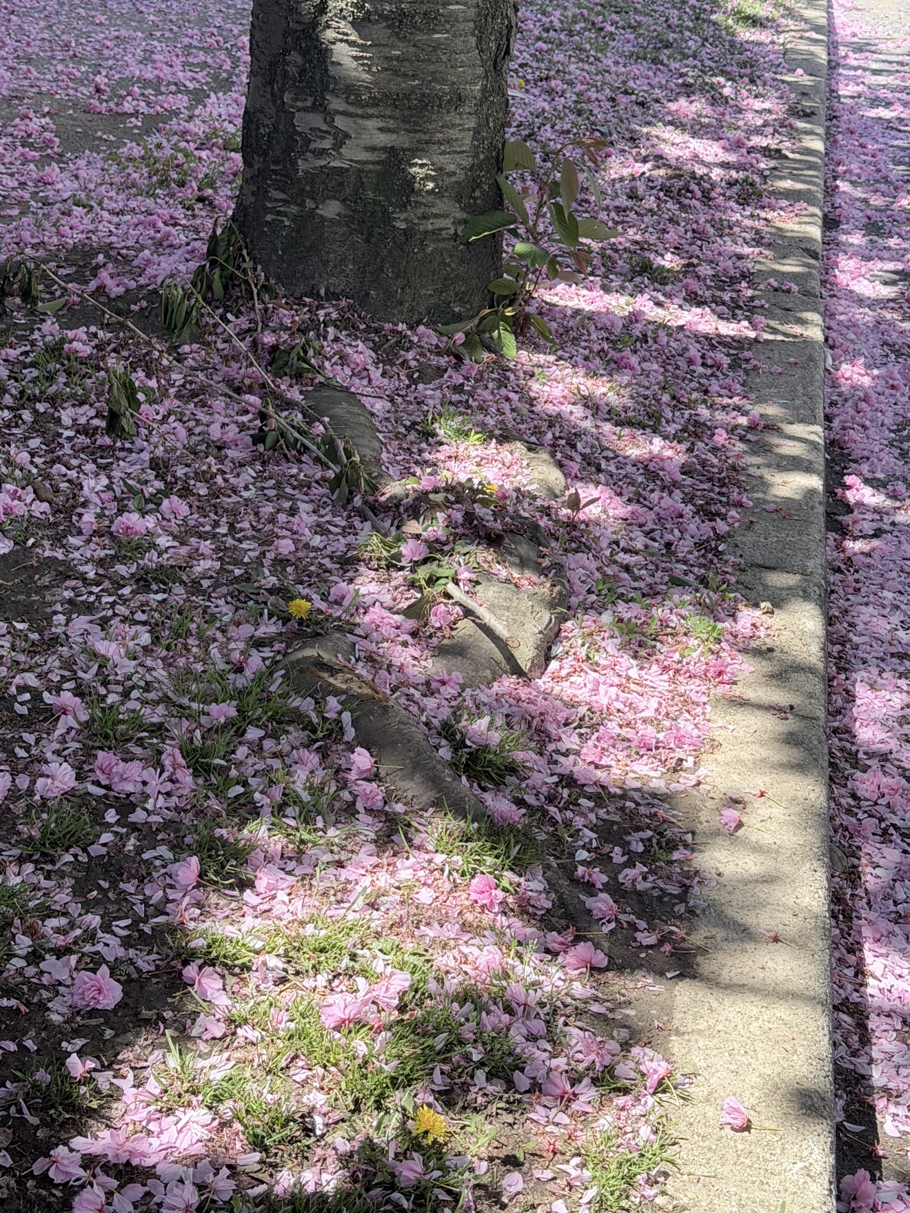 社区樱花落瓣