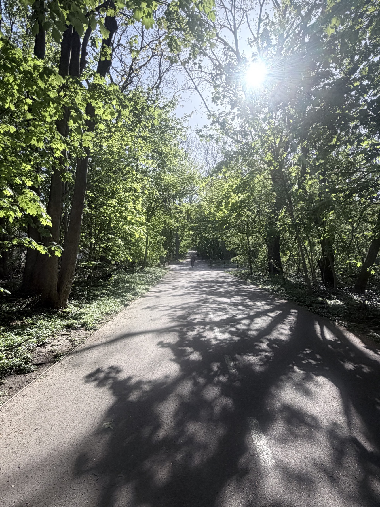Alley Pond Park 林间小路